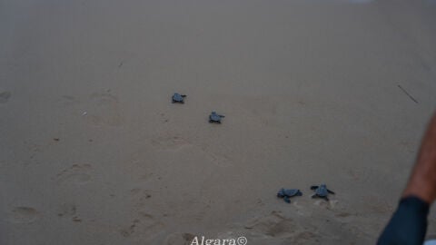 Las playas de Elche se consolidan como espacio de reproducci&oacute;n de la tortuga boba