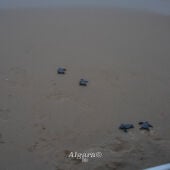 Las playas de Elche se consolidan como espacio de reproducción de la tortuga boba