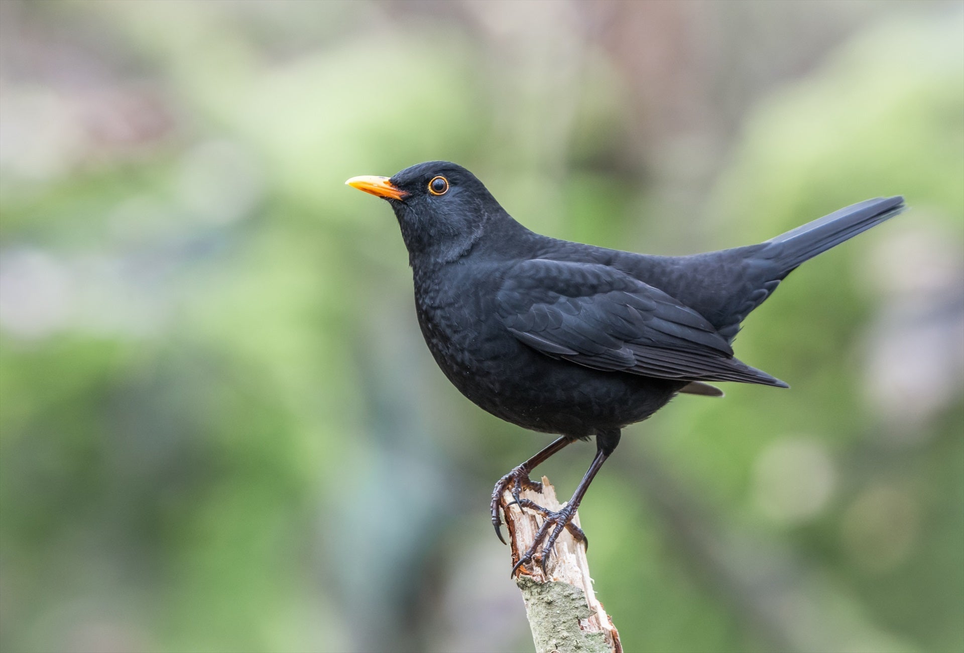 La magia del sonido de la naturaleza La magia del sonido de la naturaleza