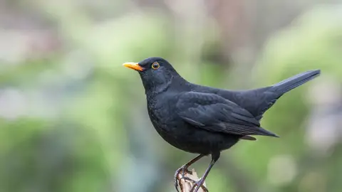 Mirlo común Mirlo común