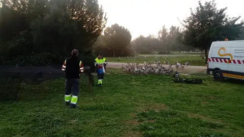 Archivo - Gansos en el parque Tamarguillo. - AYUNTAMIENTO DE SEVILLA - Archivo Archivo - Gansos en el parque Tamarguillo. - AYUNTAMIENTO DE SEVILLA - Archivo