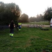 Archivo - Gansos en el parque Tamarguillo. - AYUNTAMIENTO DE SEVILLA - Archivo