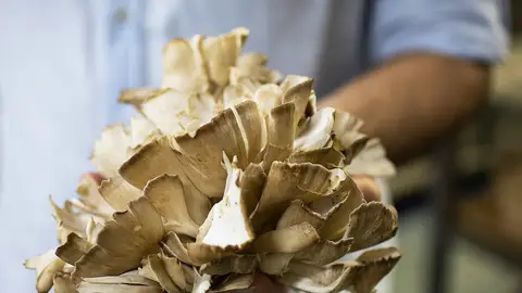 Setas Arat Natura Setas Arat Natura