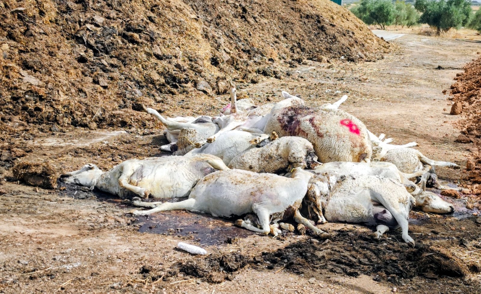 La mortalidad se dispara en las ovejas con lengua azul en la provincia de Ciudad Real La mortalidad se dispara en las ovejas con lengua azul en la provincia de Ciudad Real