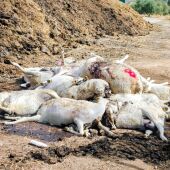 Ovejas muertas a causa de la lengua azul 