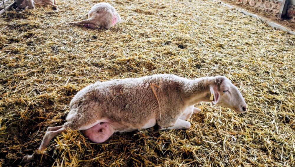 Oveja afectada por lengua azul en una explotación ganadera de la provincia de Ciudad Real