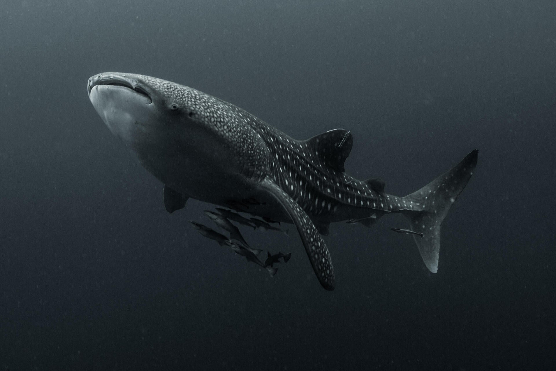Los tiburones: un animal temido y muy desconocido Los tiburones: un animal temido y muy desconocido