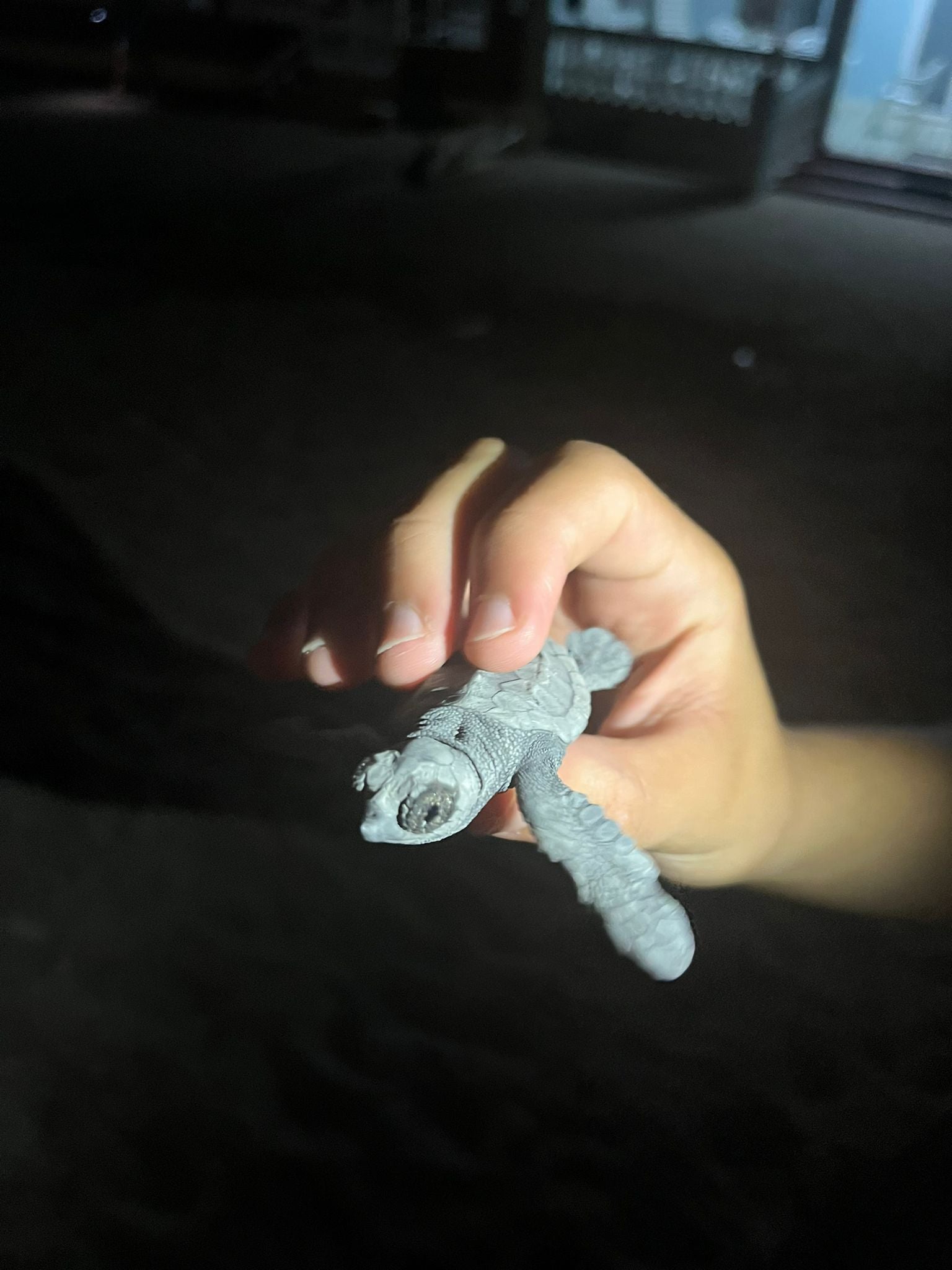 Nules celebra el segundo nacimiento de tortuga boba en sus playas y pide a la ciudadanía respetar el entorno Nules celebra el segundo nacimiento de tortuga boba en sus playas y pide a la ciudadanía respetar el entorno