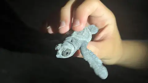 Nules celebra el segundo nacimiento de tortuga boba en sus playas y pide a la ciudadanía respetar el entorno. Nules celebra el segundo nacimiento de tortuga boba en sus playas y pide a la ciudadanía respetar el entorno.