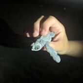 Nules celebra el segundo nacimiento de tortuga boba en sus playas y pide a la ciudadanía respetar el entorno.