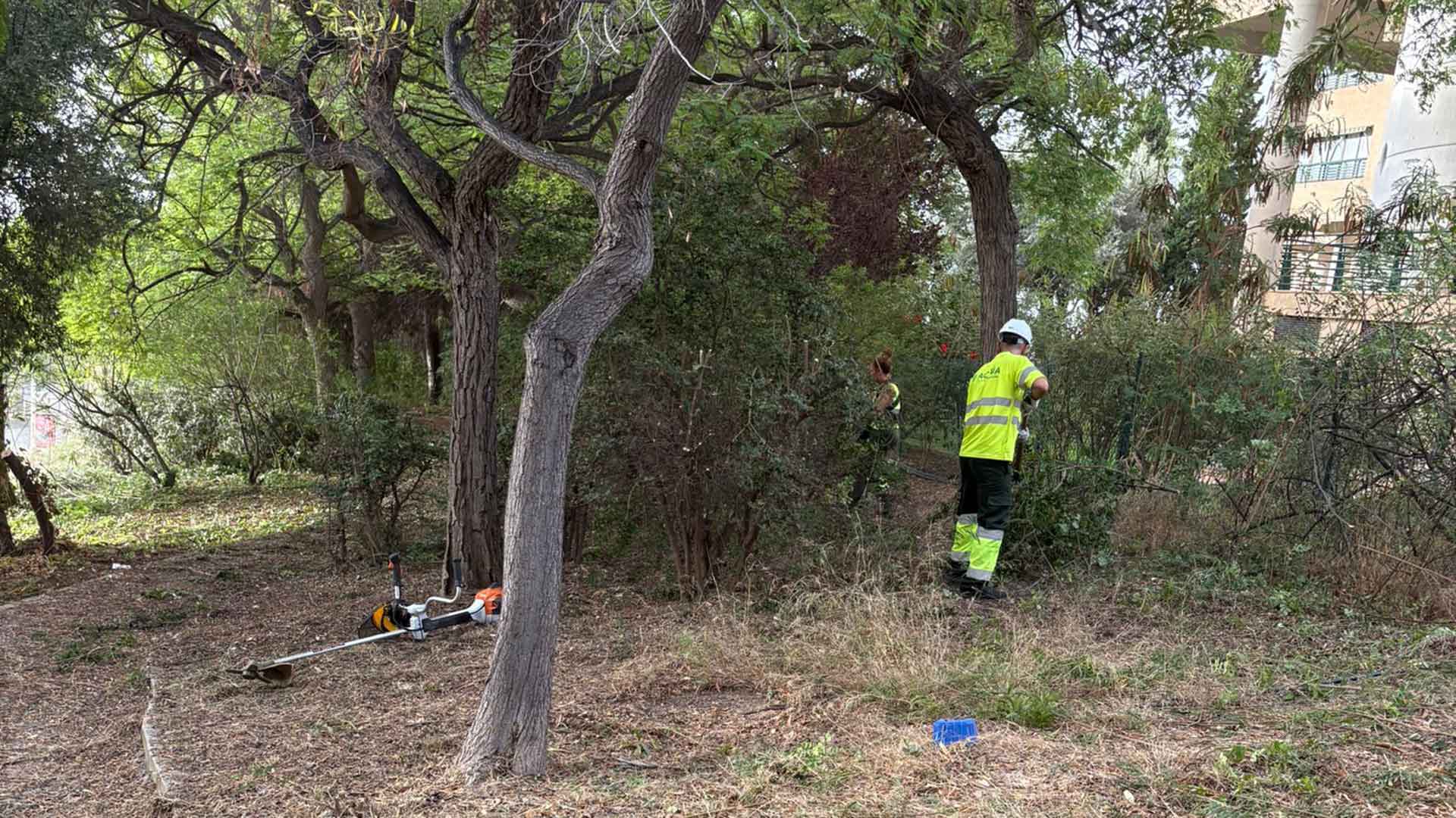 Benidorm actúa sobre una parcela forestal en el Murtal para proteger la zona ante posibles incendios Benidorm actúa sobre una parcela forestal en el Murtal para proteger la zona ante posibles incendios