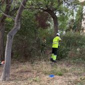 Benidorm actúa sobre una parcela forestal en el Murtal para proteger la zona ante posibles incendios 