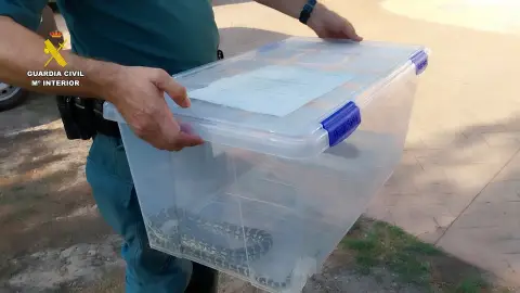 La Guardia Civil localiza en Cullera (Valencia) una colección ilegal de seis serpientes protegidas