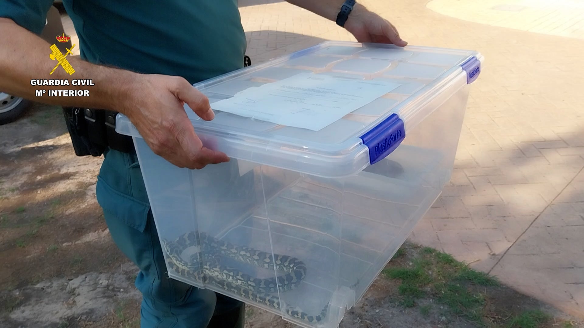 El Seprona localiza 6 reptiles sin documentación CITES en una vivienda de Cullera El Seprona localiza 6 reptiles sin documentación CITES en una vivienda de Cullera