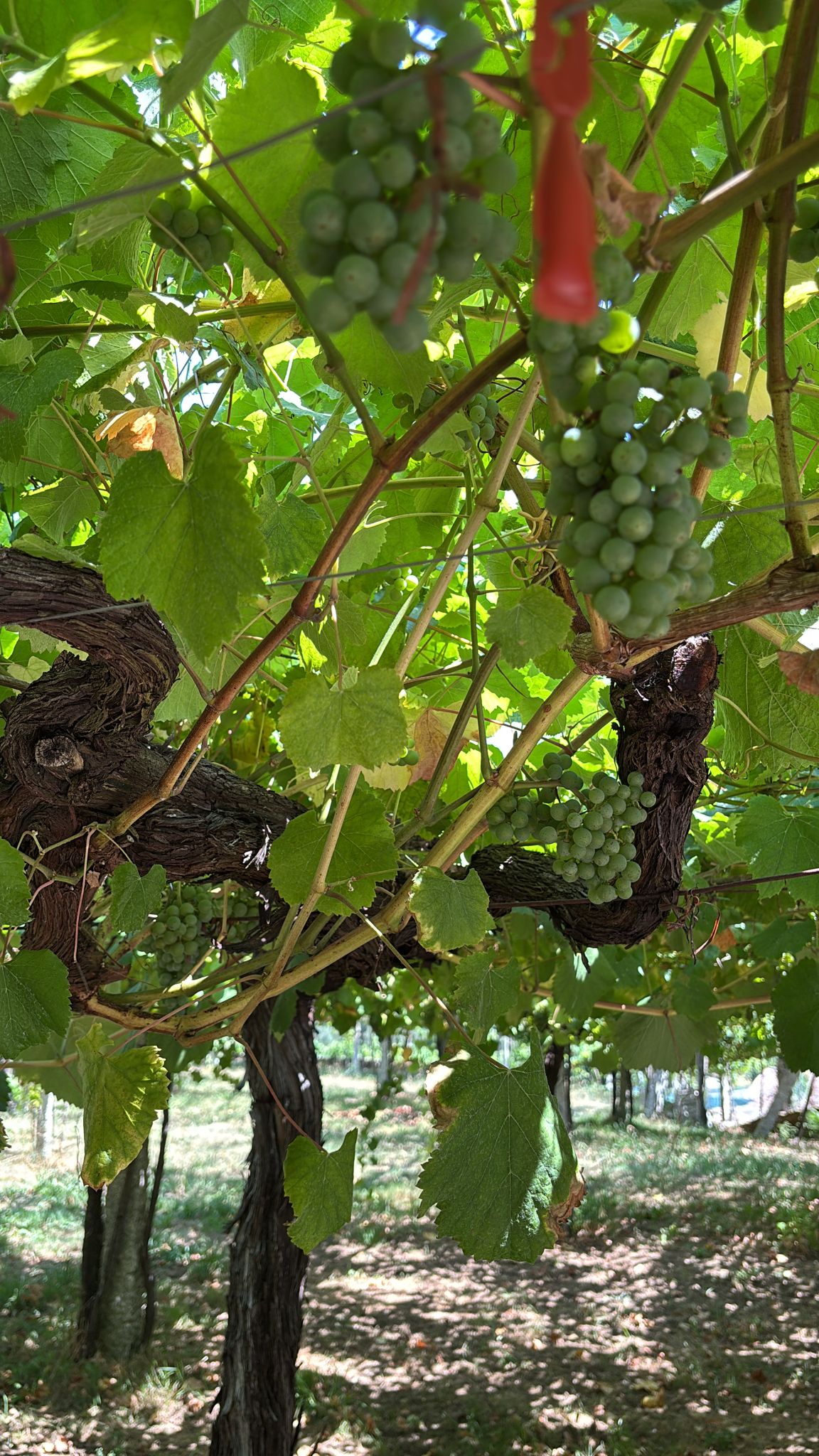 Todo preparado para el inicio de la vendimia en la DO Rías Baixas Todo preparado para el inicio de la vendimia en la DO Rías Baixas