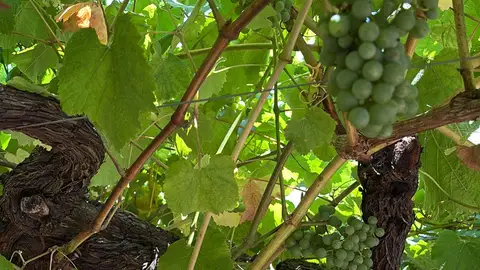 Uvas de la Do Rías Baixas Concedemos protagonismo a la Do Rías Baixas de Pontevedra