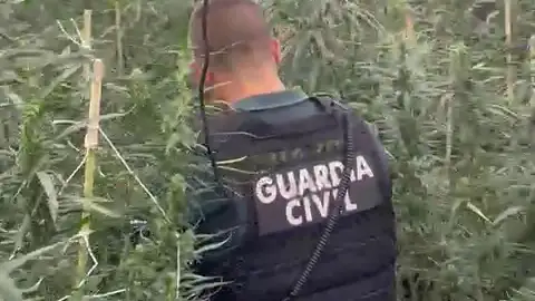Plantación desmantelada por la Guardia Civil Plantación desmantelada por la Guardia Civil
