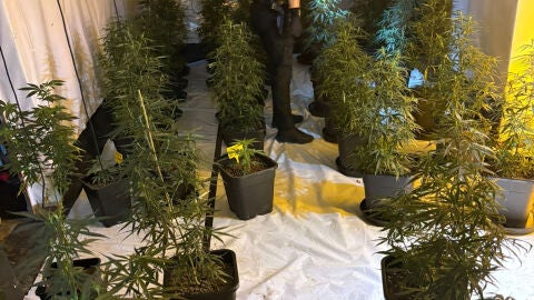 Plantaci&oacute;n de marihuana desmantelada en Rafelguaraf