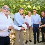 Acto inicio de la campaña de recolección de la uva de mesa embolsada del Vinalopó.
