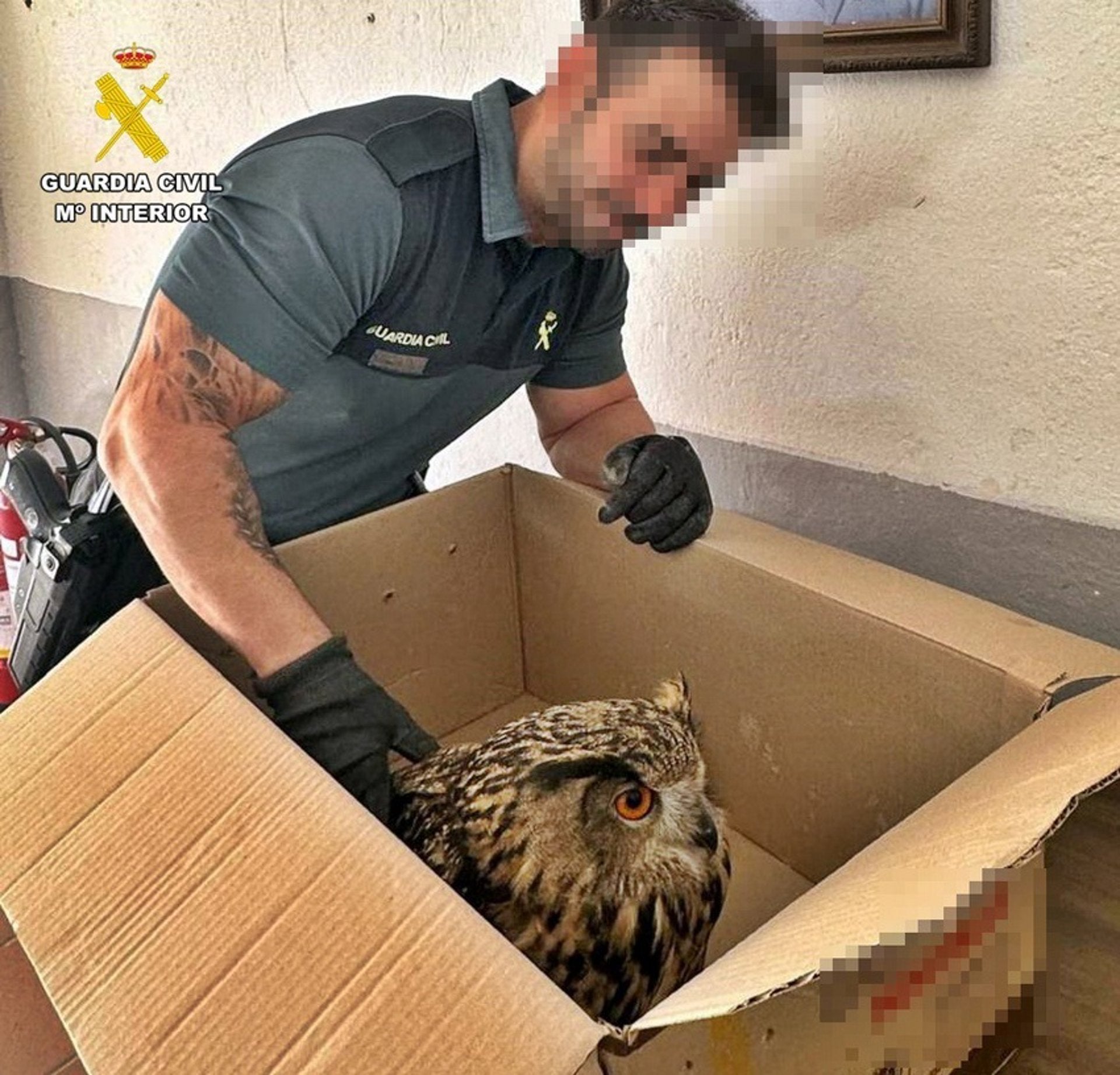 Investigan las causas de quemaduras halladas en un ala de un búho real rescatado en Puebla de Alcocer Investigan las causas de quemaduras halladas en un ala de un búho real rescatado en Puebla de Alcocer