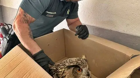 Investigan las causas de quemaduras halladas en un ala de un búho real rescatado en Puebla de Alcocer Investigan las causas de quemaduras halladas en un ala de un búho real rescatado en Puebla de Alcocer