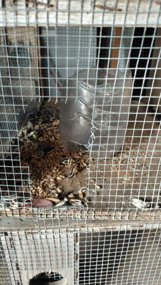 Imagen de una de las trampas que han sido vandalizadas en Santa Eulària