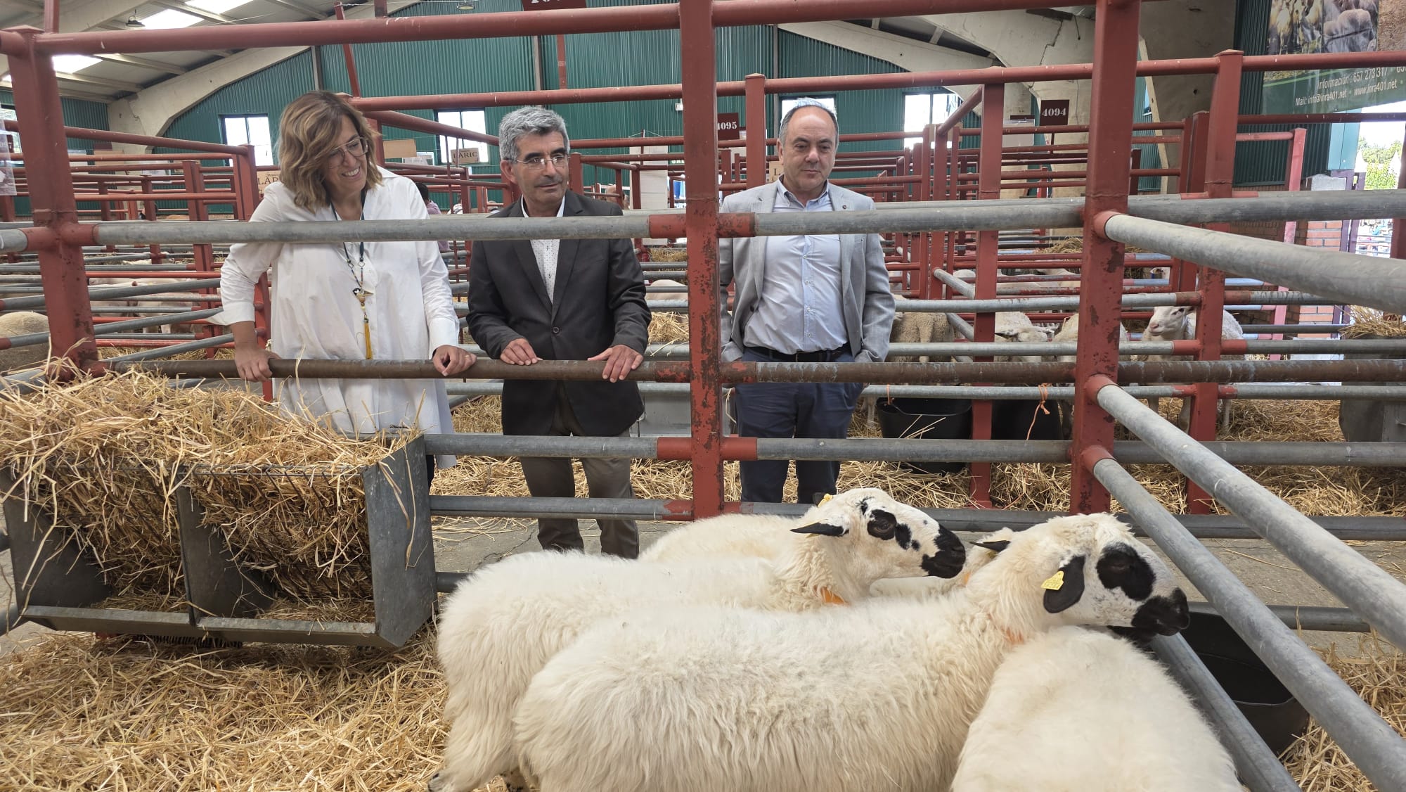 La Diputación palentina participa en SALAMAQ con dos lotes de ovejas de su rebaño churro de élite La Diputación palentina participa en SALAMAQ con dos lotes de ovejas de su rebaño churro de élite