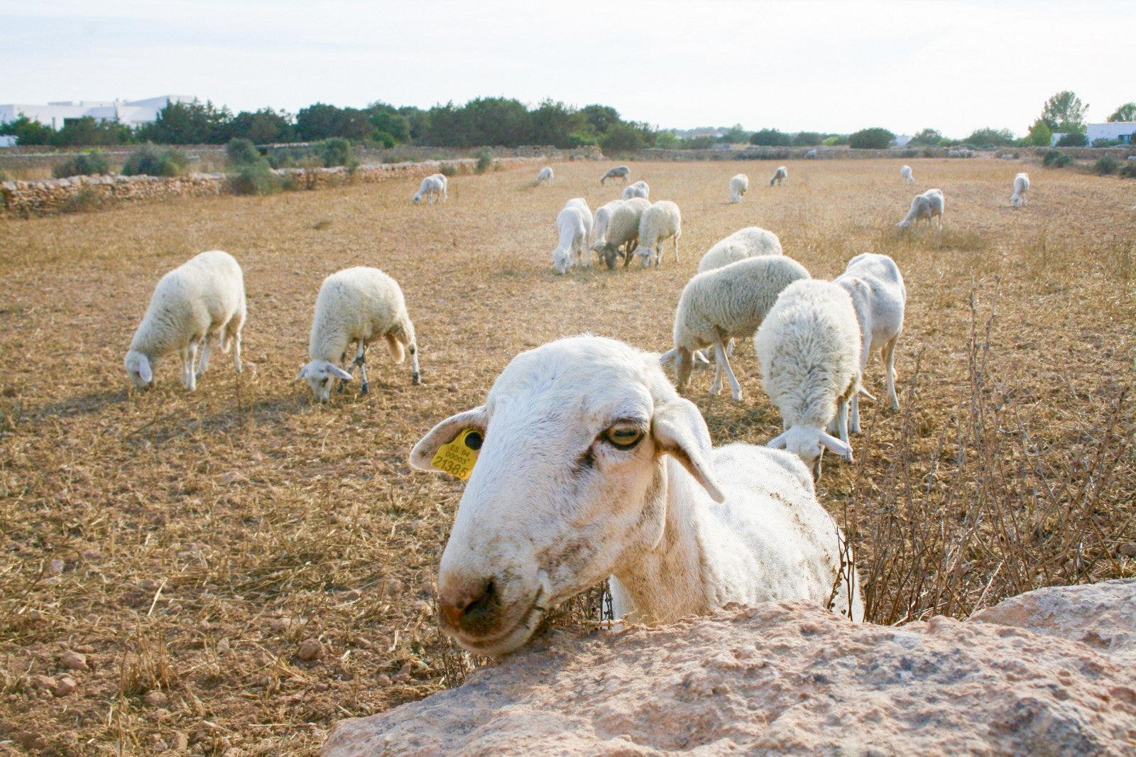 Formentera arranca septiembre con nuevas ayudas al campo, refuerzo en seguridad y agenda cultural Formentera arranca septiembre con nuevas ayudas al campo, refuerzo en seguridad y agenda cultural
