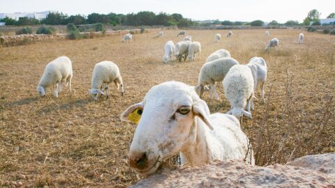El Consell se ha volcado para ayudar al sector ganadero de Formentera El Consell se ha volcado para ayudar al sector ganadero de Formentera