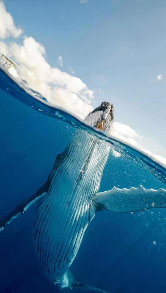 Avistamiento de ballenas