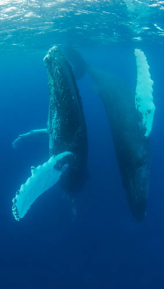 Fauna antártica Fauna antártica