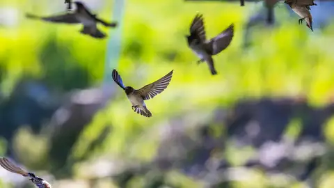 La hora rándom: ¡Vuelven las golondrinas! La hora rándom: ¡Vuelven las golondrinas!