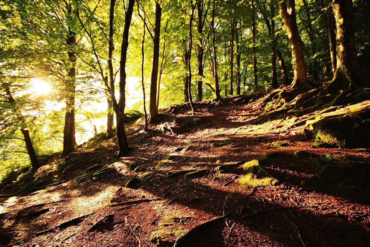 Álava: naturaleza diversa y serena entre montañas, viñedos y humedales Álava: naturaleza diversa y serena entre montañas, viñedos y humedales