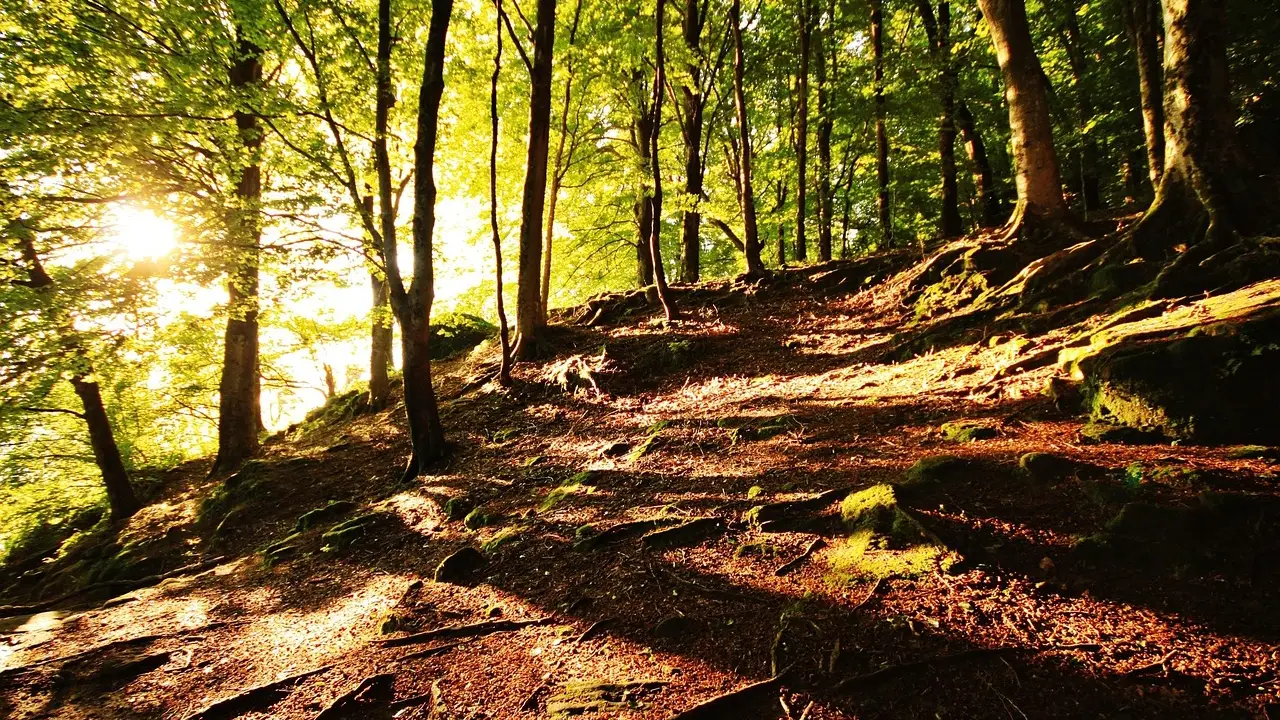 Álava: naturaleza diversa y serena entre montañas, viñedos y humedales