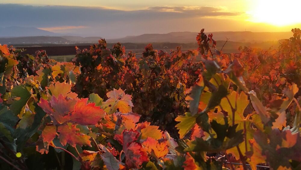 Otoño en las viñas