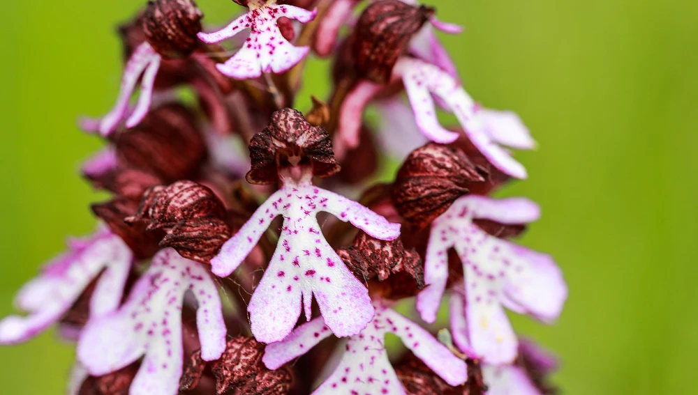 Orquideas silvestres Orquideas silvestres