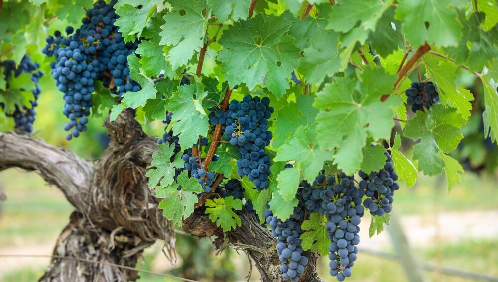 Viñedo