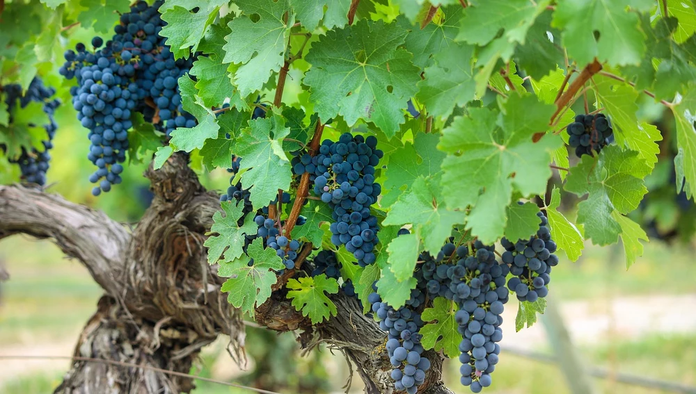 Viñedo Viñedo
