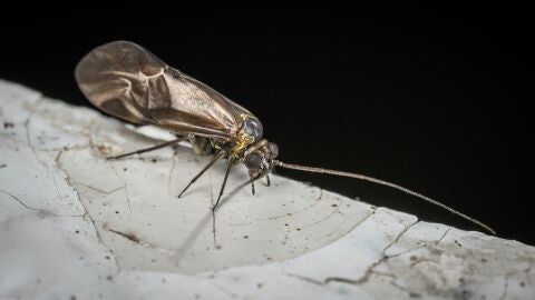 Un piojo