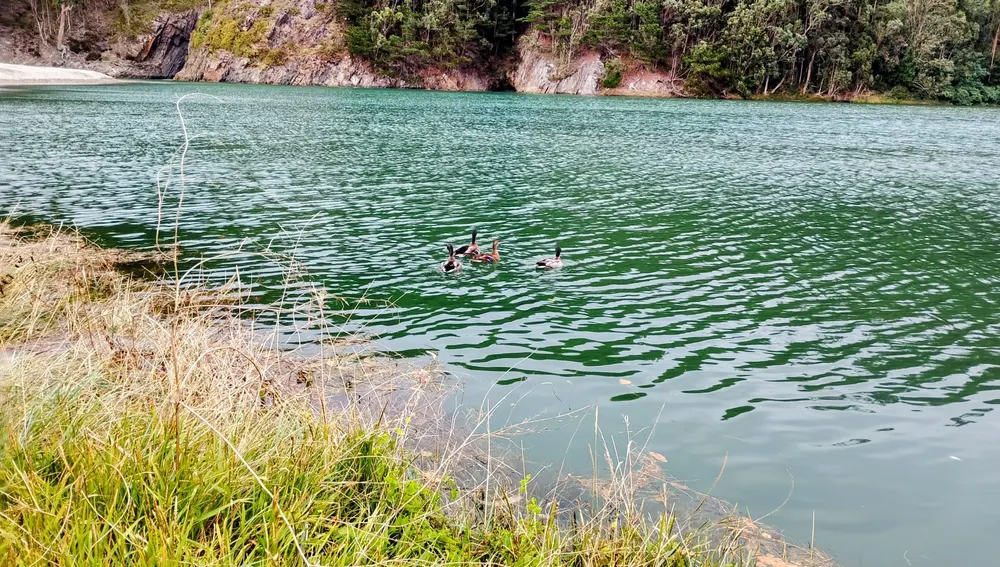 Cuatro patos felices en Cueva: la fiesta celebra su vínculo con la naturaleza. Cuatro patos felices en Cueva: la fiesta celebra su vínculo con la naturaleza.