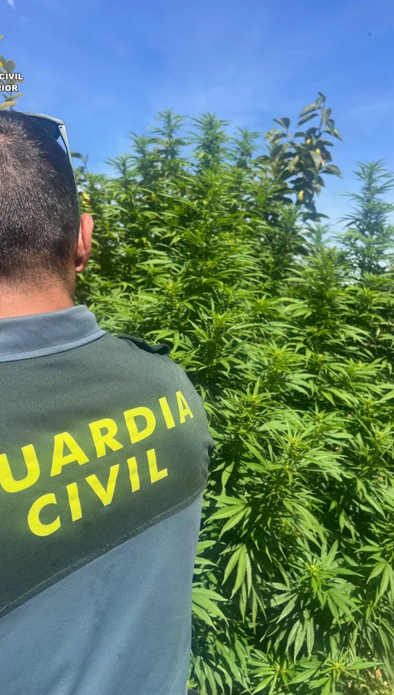 Plantación de marihuana desmantelada en Benimodo Plantación de marihuana desmantelada en Benimodo