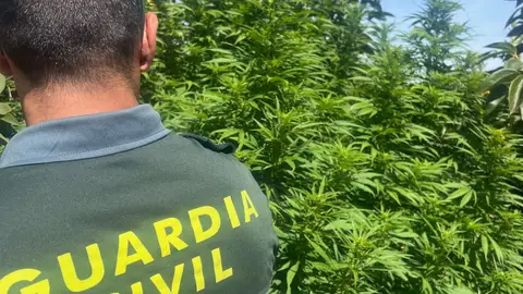 Plantación de marihuana desmantelada en Benimodo Plantación de marihuana desmantelada en Benimodo