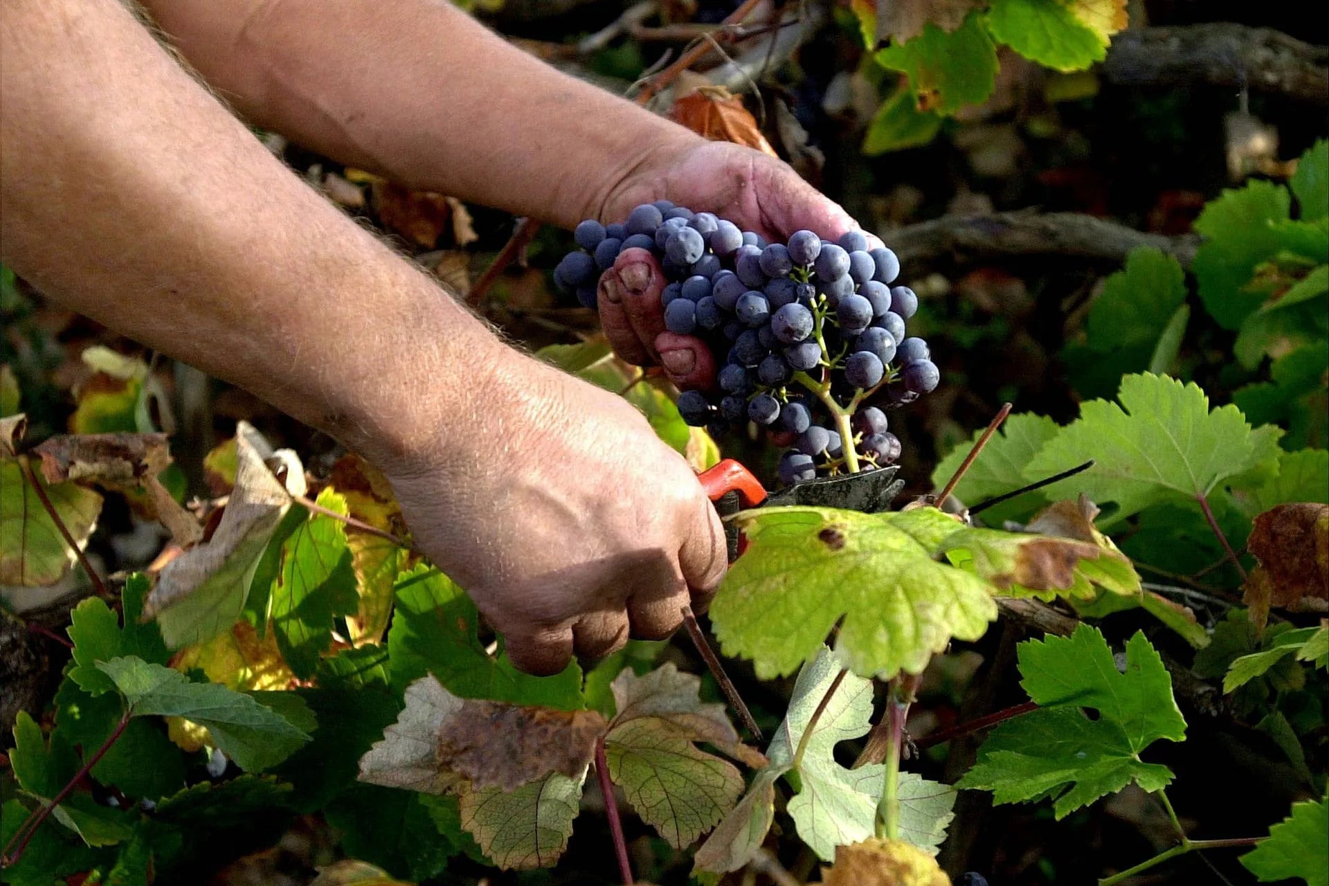 La Brújula de Canarias 18/09/2025 La Brújula de Canarias 18/09/2025