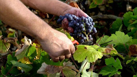 Plantaci&oacute;n de vid en Tenerife