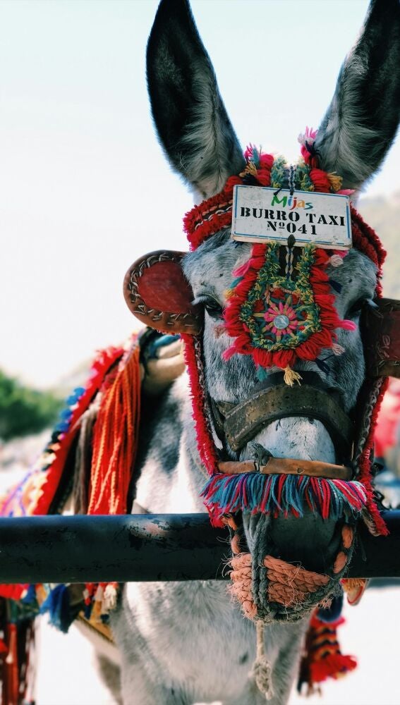 Burro-taxi, Mijas