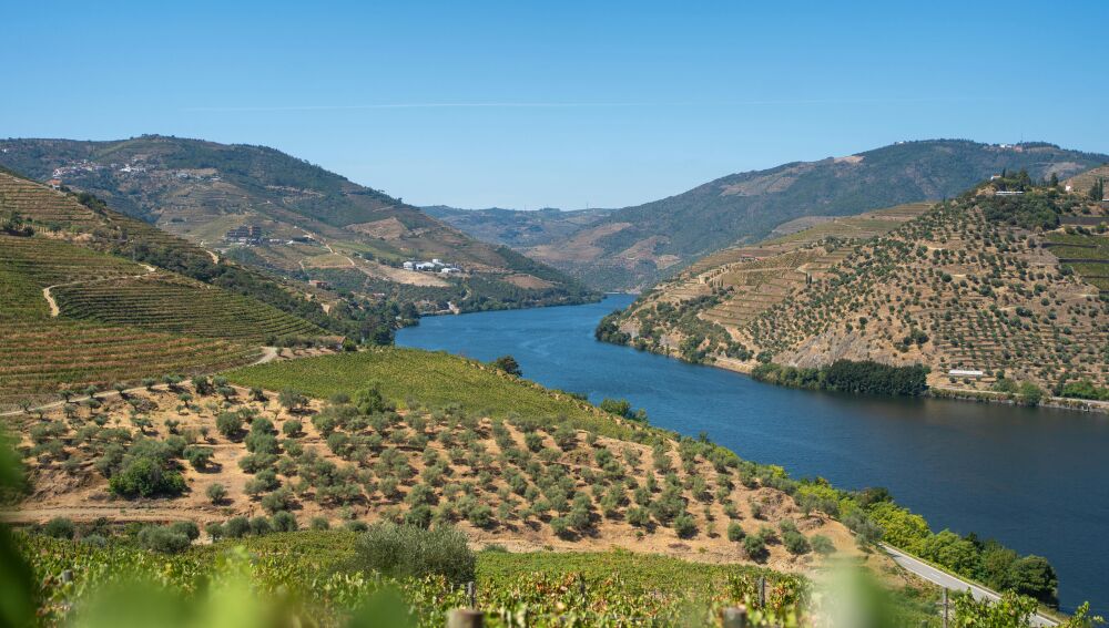 Viñedos del Oporto, Valle del Duero