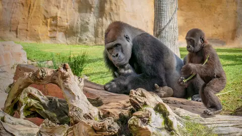 BIOPARC se une al Día Mundial del Gorila impulsando su conocimiento para evitar su extinción BIOPARC se une al Día Mundial del Gorila impulsando su conocimiento para evitar su extinción