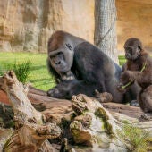 BIOPARC se une al Día Mundial del Gorila impulsando su conocimiento para evitar su extinción