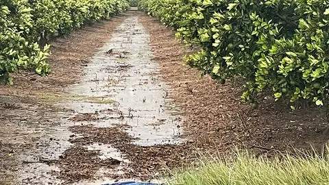 Archivo. Un campo en Tavernes tras las lluvias. Archivo. Un campo en Tavernes tras las lluvias.