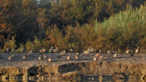 Ejemplares de cerceta pardilla en un humedal. Ejemplares de cerceta pardilla en un humedal.